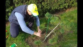 jak formować drzewko na bonsai przemiana sosny w ogrodowe bonsai Niwaki topiary