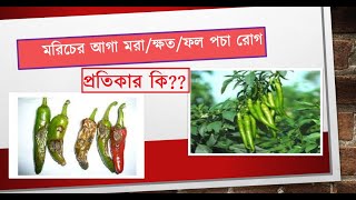 মরিচ গাছের ক্ষত/ফল পচা রোগের প্রতিকার