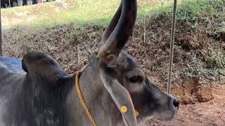 ലക്ഷങ്ങൾ വിലമതിക്കുന്ന മൃഗങ്ങൾ അത്യപൂർവ്വ പക്ഷികൾ