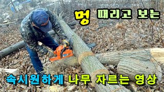 [4K] 속시원하게 나무 자르는 영상 : 허스크바나 340e 엔진톱 Husqvarna 340e chainsaw