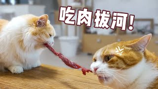 橘猫半年没吃肉，开荤日直接抢到拔河！吸...恐怖如斯！｜花花与三猫 Cat Live