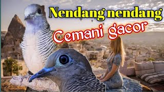 Pancingan Perkutut lokal Agar Bunyi, Cemani Bekur Dan Kerot Gacor || Katuranggan & Mitos Anggungan