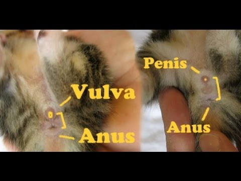 How to determine the gender of the kittens? How to determine the gender of the kittens?