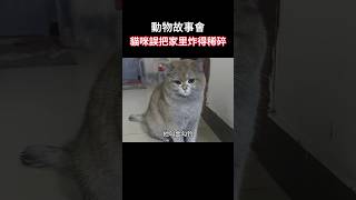 【动物故事】误把家里炸稀碎的猫咪！