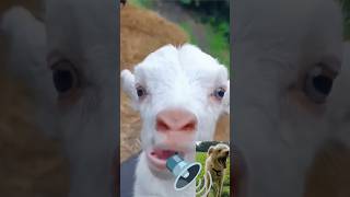 Cute Goat and Angry Dog 💖🐕|| dog braking sound 😍|| goat sound baa #shorts #shortvideo