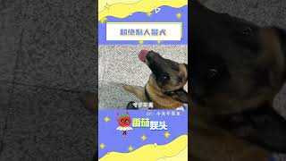 人前威猛警犬，人后黏人小汪~！#警犬 #狗狗 #萌寵出道計劃 #反差