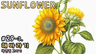 How To Draw A Sunflower