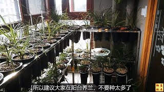 给阳台上的兰花浇一次水，需要好几天时间，这是什么原因呢？