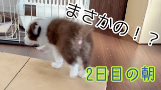 初めて迎える朝は衝撃だらけな【ボーダーコリー子犬】#Shorts