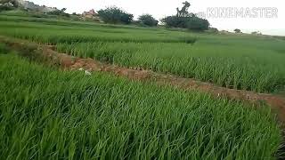 Fertilizer types / nutrients type/ రసాయన ఎరువులు వాటి రకాలు