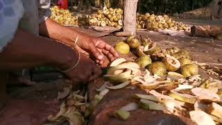 চালতা  কেটে রোদে শুকানো । Method of cutting elephant apple and drying it in the sun.