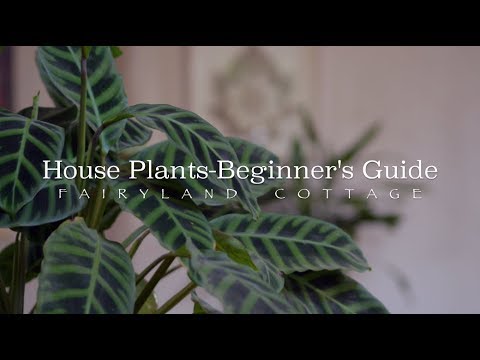 House Plants Beginners Guide Simple Living Youtube