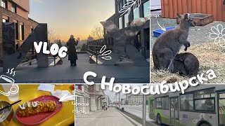 VLOG с НОВОСИБИРСКА/Зоопарк, корейский стритфуд