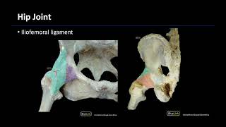 Joints - M1 Dissection Supplement