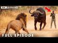Win or Die (FULL EPISODE) | Deadliest Battles For Survival | Nature Animal Documentary