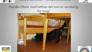 Servicehund.flv