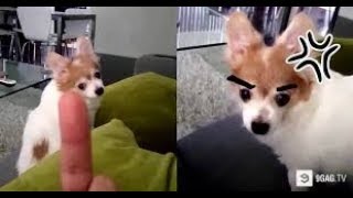 ✅😍💖Cats and Dogs Really Hates Being Flipped Off Compilation 2018✅😍💖