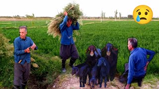 Fascinating adventure:picking grass for animals with pain and laughter😢😢😢🐄