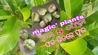 ଓଉ ଗଛର ଉପକାରିତା // Ou gacha with most beautiful flower //Odia voice//#odisha #plants