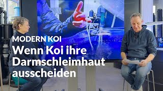 Wenn Koi an Verdauungsproblemen leiden | Modern Koi Blog #7154