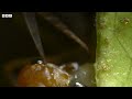 weaver ants use their children as cement 4kuhd china nature s ancient kingdom bbc earth