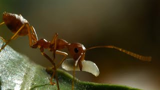 Weaver Ants Use Their Children as Cement | 4KUHD | China: Nature's Ancient Kingdom | BBC Earth