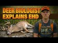 EHD Explained by a Biologist: Myths, Facts, and What’s Next