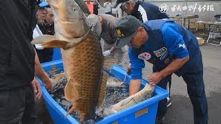 大物狙い３０年、節目に幕　八郎湖「野鯉・鮒釣り大会」