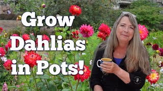 Planting Bargain DAHLIAS for Cuttings - Budget Cottage Gardening