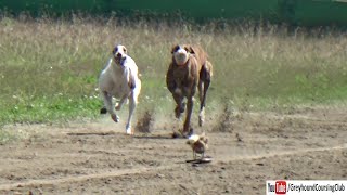 Greyhound dog racing in Punjab 2021 | working greyhounds