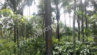 SOLD OUT  -  1.25 acre land for sale in near Kenichira