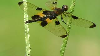 Yellow-striped flutterur  Rhyothemis phyllis