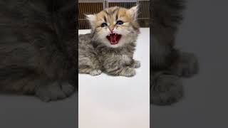 Cute Kitten❤️Niedliches Kätzchen❤️Gattino Adorabile❤️Милый Котёнок❤️かわいい子猫 (Kawaii Koneko) #chaton