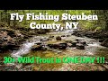 30+ WILD TROUT in ONE DAY!!! - Fly Fishing Steuben County, NY