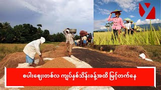 စပါးဈေးတစ်လ ကျပ်နှစ်သိန်းခန့်အထိ မြင့်တက်နေ