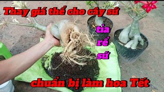 Thay giá thể cho cây sứ - tỉa rể sứ - chuẩn bị làm hoa Tết