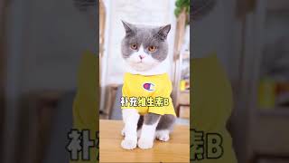 人感染猫藓后应该怎么办呢?#宠物#猫咪#短毛猫#碧眼猫#猫猫#铲屎官#shorts