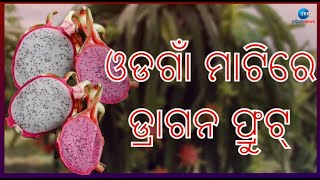 Nayagarh ଓଡଗାଁ ମାଟିରେ ଫଳୁଛି ଔଷଧିୟ ଗୁଣଯୁକ୍ତ Dragon Fruit ।  ବିଦେଶୀ ଫଳ ଡ୍ରାଗନ ଫ୍ରୁଟ ଏବେ ଫଳିଛି ନୟାଗଡ଼ରେ