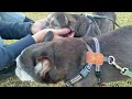 シニア犬13歳6ヶ月 のんびり散歩 〜french bulldog〜フレンチブルドッグ vlog @514