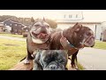 シニア犬13歳6ヶ月 のんびり散歩 〜french bulldog〜フレンチブルドッグ vlog @514