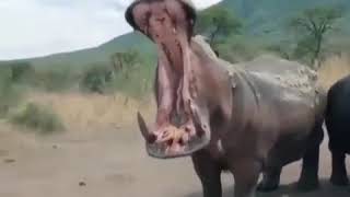 Biggest hippo mouth