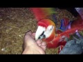 how a baby scarlet macaw grows up