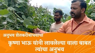 dolichos bean seed , वाल बियाणे , धरती सीड्स , First , फर्स्ट , Dharti Seeds , कृषी