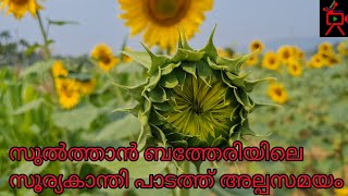 Sunflower | Wayanad | Sunflower farm | Sunflower plant