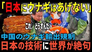 【海外の反応】中国「日本にウナギはあげませーん！」日本へのウナギ輸出を規制した中国の末路。日本が作り上げた技術に世界が驚愕！