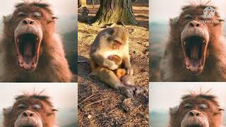 Her mother loves cute baby 🐒🥺❤️|How to make fun with monkeys🐒|everyday monkey funny videos❤️#monkey