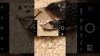 Vivo X200's telephoto macro is just insane! #Vivo #VivoX200 #Photography #DigitalTech