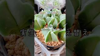 秋 サボテン実生っ子！植え替え キッコーヘキラン#サボテン #実生 #Cactus #多肉植物 #shoirt