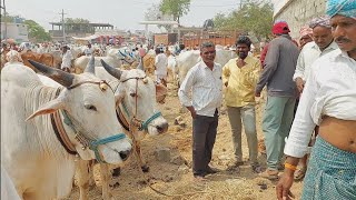 మా ఎద్దుల పనితనం చూసి బాగా పోతేనే నెల రోజులకు పైసలు ఇవ్వండి బాగా పోకుంటే మా ఎద్దులు మాకివ్వండి