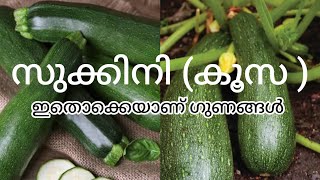 സുക്കിനി (കൂസ) ഗുണങ്ങൾ അറിയാം വിശദമായി #health #knowledge #viralvideo #malayalam